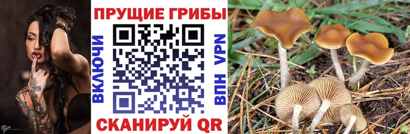 Псилоцибиновые грибы Cubensis наркота Сысерть